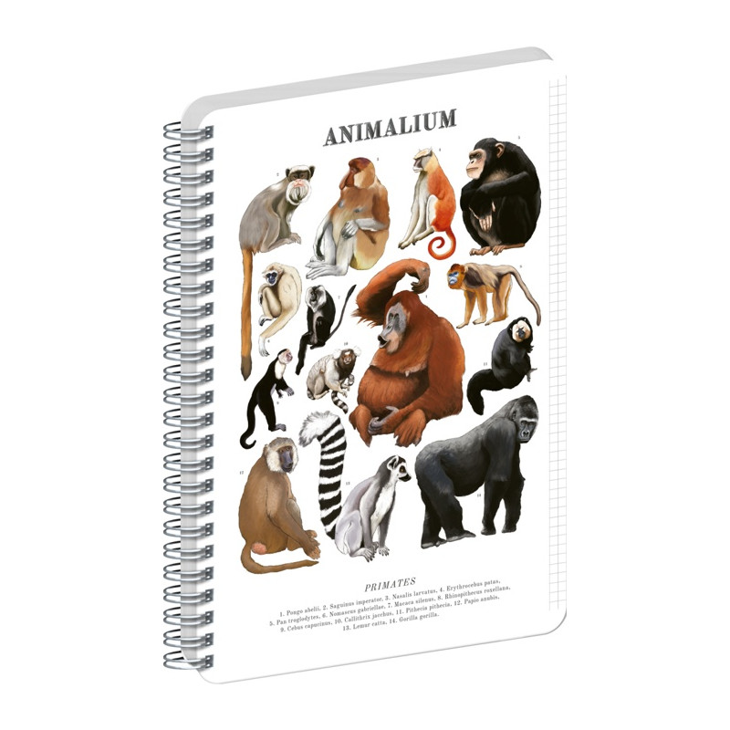 Blok Animalium – Primáty